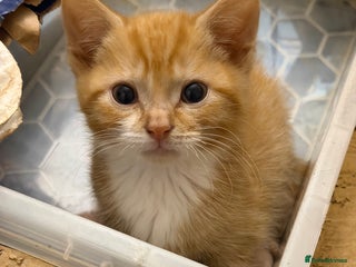 Mixed Breed cats Adorable Fluffy Kittens - Advert 1