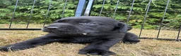Labrador Retriever dogs for sale: Exceptional KC Reg Black Labs. Born 25 July.  in South Molton - Advert 12