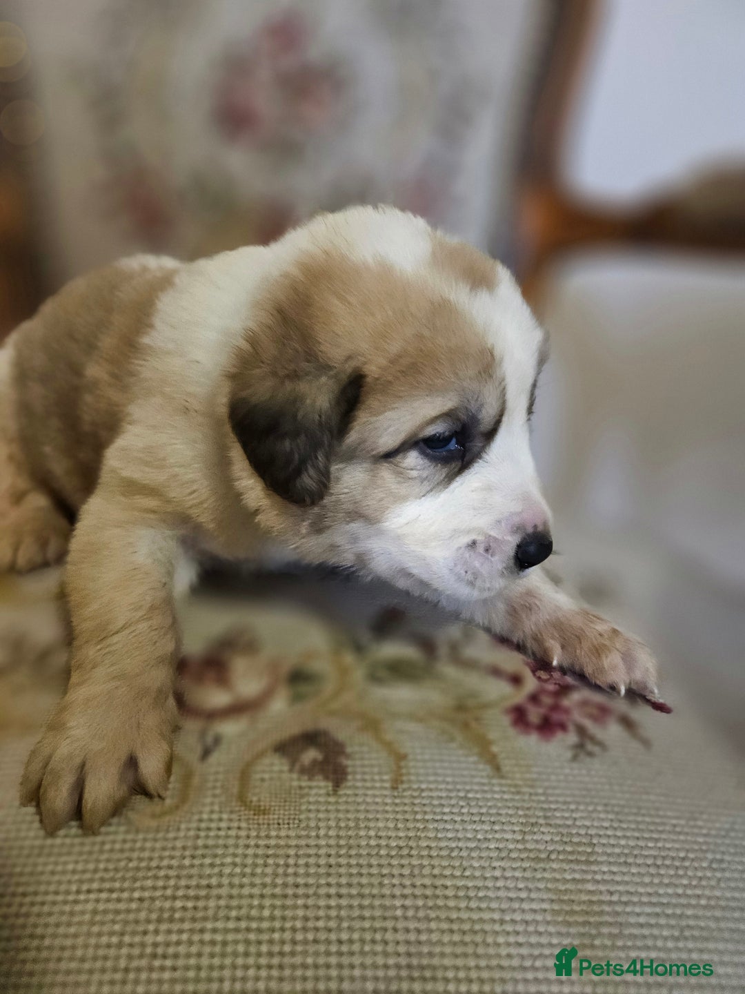 Central Asian Shepherd dogs for sale: Beautiful central Asian shepherd puppies - Advert 8