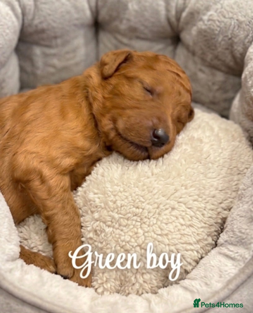 Goldendoodle dogs F1bb goldendoodle puppies  - Advert 2