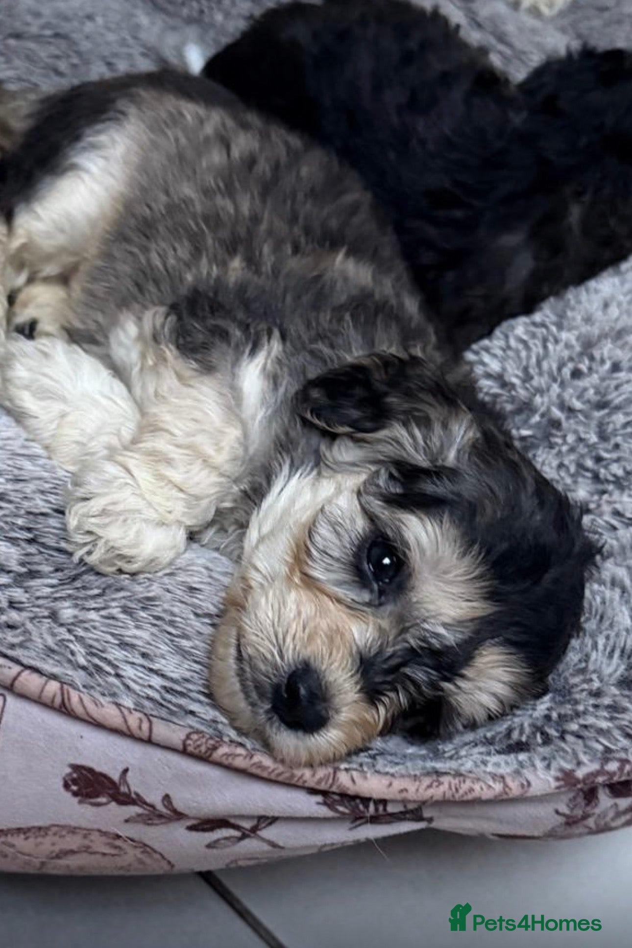 Cockapoo dogs Cockapoo puppies  - Advert 9