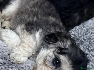 Cockapoo dogs Cockapoo puppies - Advert 9