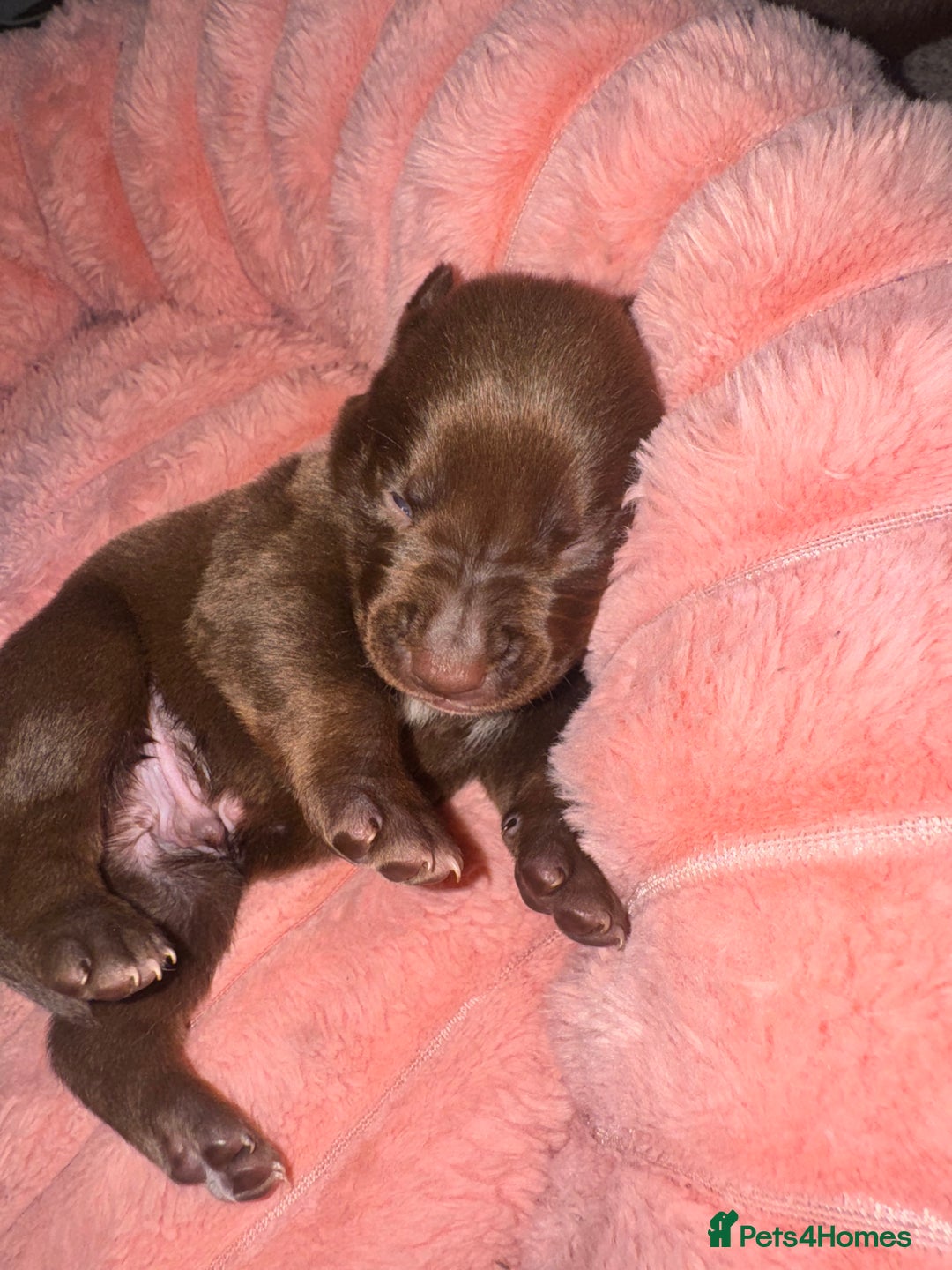 Mixed Breed dogs for sale: Shar Pei cross breed X Labrador Puppies  - Advert 23