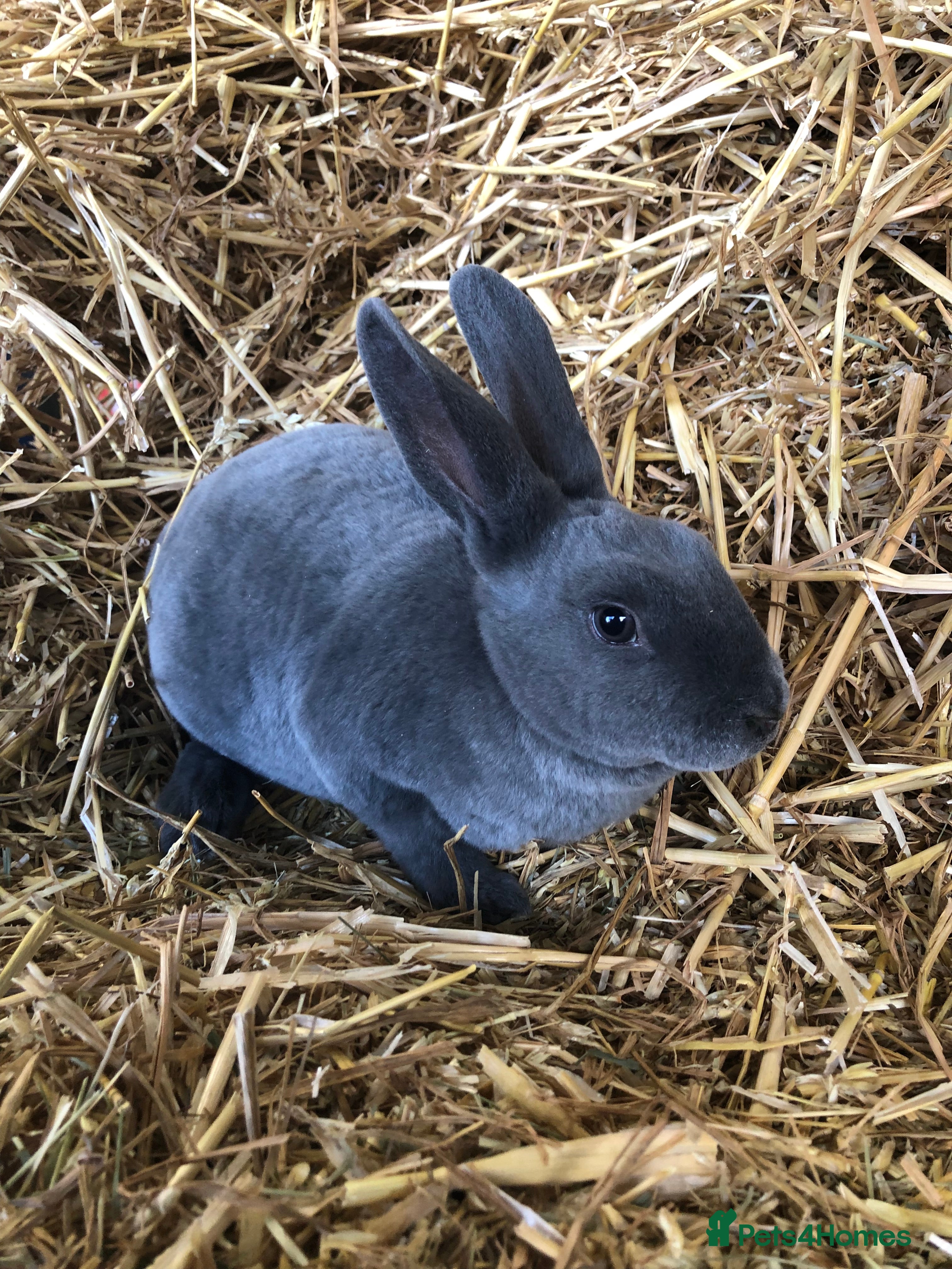 Rex rabbits Purebred velvet mini & Standard Rex rabbits 🐰🌿 - Advert 9