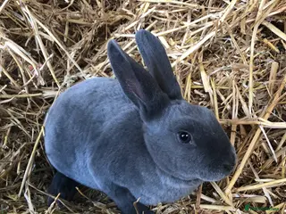 Rex rabbits Purebred velvet mini & Standard Rex rabbits 🐰🌿 - Advert 9