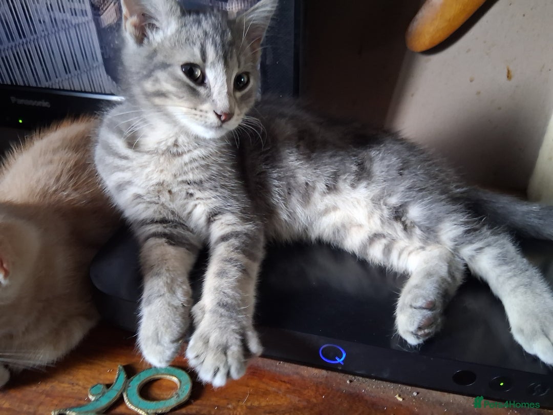 Mixed Breed cats for sale: Charming Cheeky Chunky  Bengal X Kittens. - Image 27