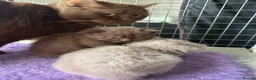 British Shorthair cats for sale: Top pedigree Bsh kittens cinnamon and chocolate  - Advert 5