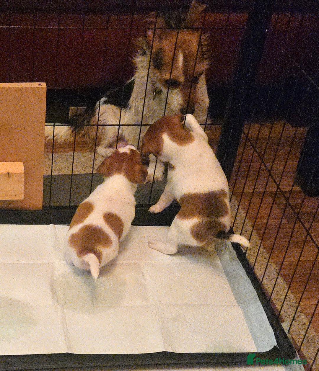 Jack Russell dogs for sale: Jack Russell puppies tri colour  - Advert 14