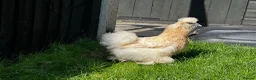 Chickens poultry for sale: Laying Hens just over a year old - Advert 3