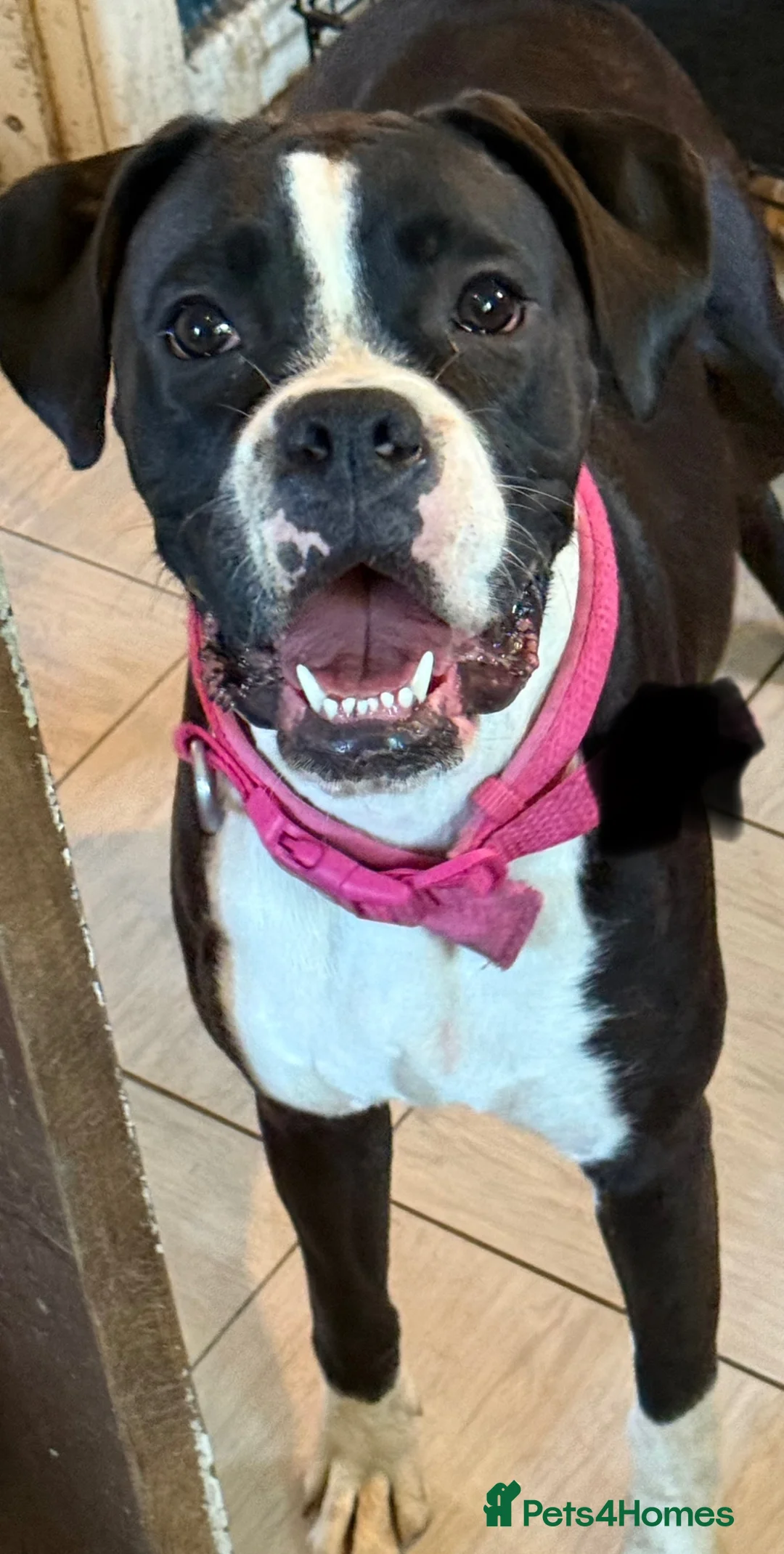 Boxer dogs for sale: Kc registered bitch  - Advert 1