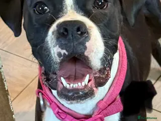 Boxer dogs Kc registered bitch - Advert 1