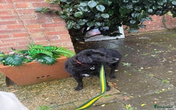 Mixed Breed dogs for adoption: Dagry - Norwich Norfolk  - Advert 16
