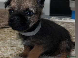 Border Terrier dogs Kc registered Border terrier puppies - Advert 14