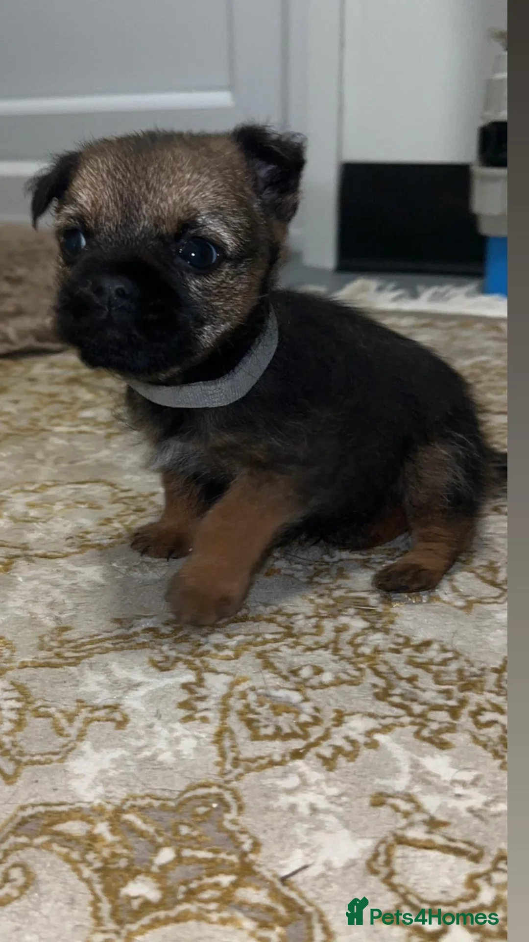 Border Terrier dogs for sale: Kc registered Border  terrier puppies - Advert 1
