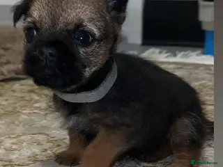 Border Terrier dogs Kc registered Border terrier puppies - Advert 5