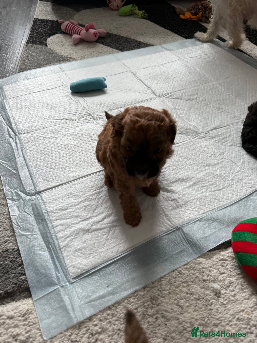 Maltipoo dogs for sale: Outstanding Malshipoo puppies - Image 16