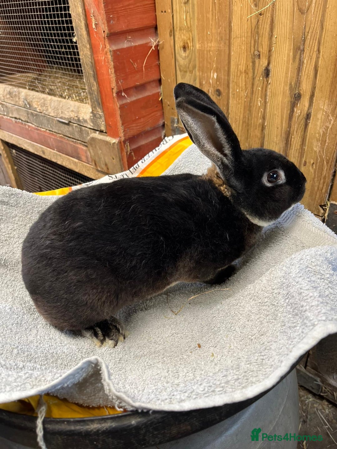 Rex rabbits for sale: 2 standard rex bucks - Image 4
