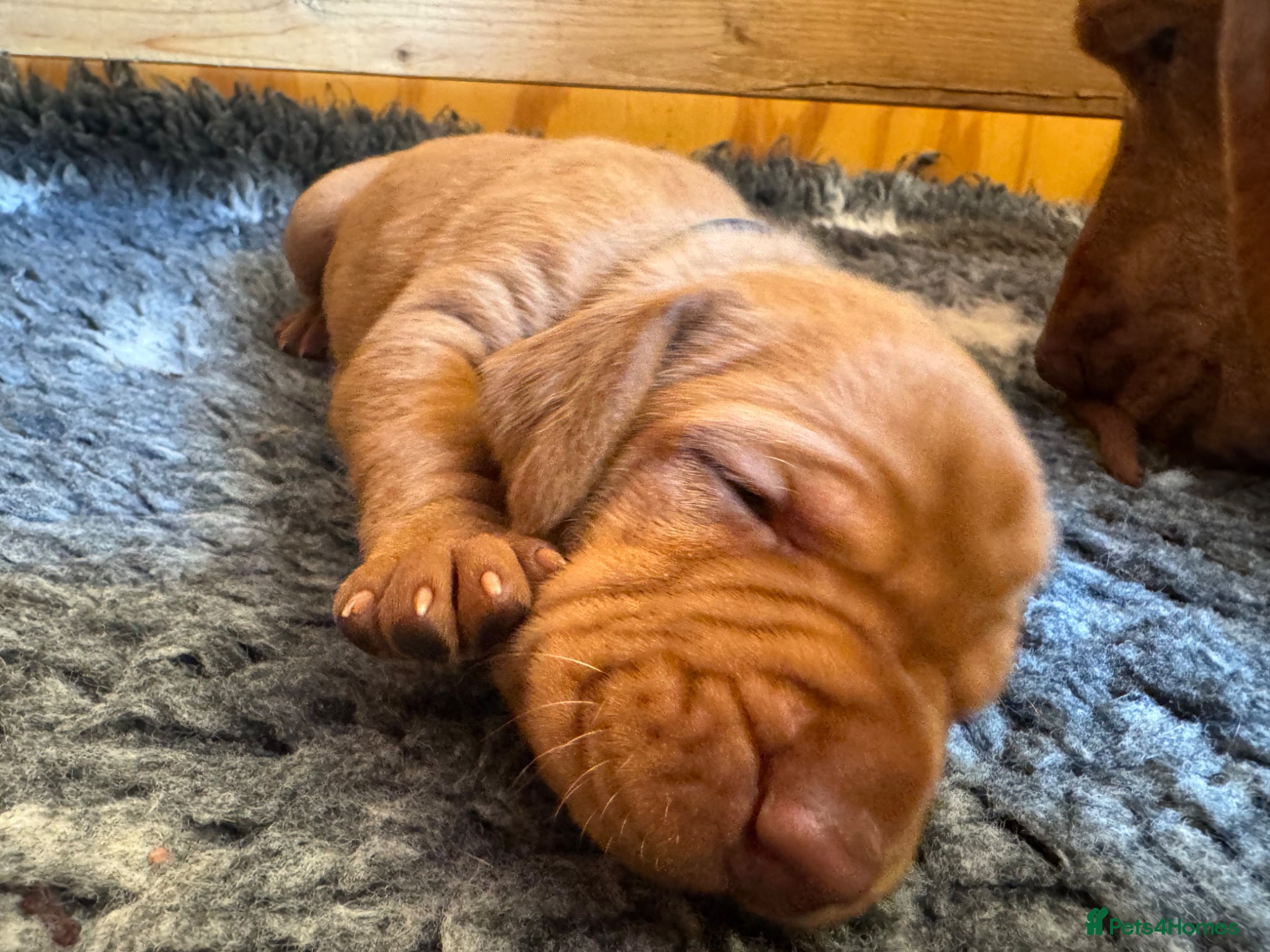 Hungarian Vizsla dogs Litter of stunning Vizslas - Advert 13