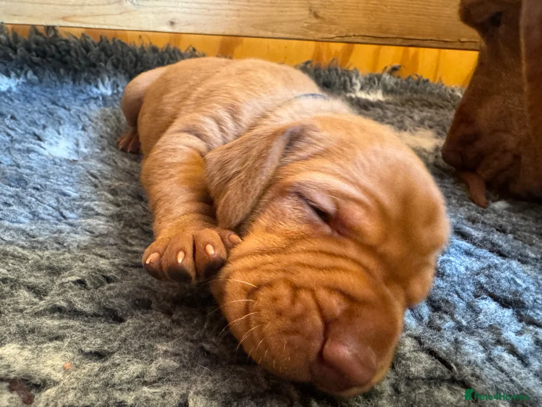Hungarian Vizsla dogs for sale: Litter of stunning Vizslas - Advert 2