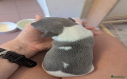 Whippet dogs for sale: Whippet Puppies for sale - Image 15