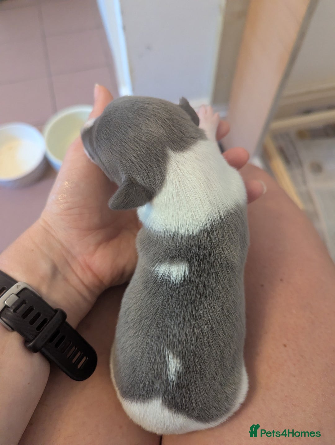 Whippet dogs for sale: Whippet Puppies for sale - Image 15