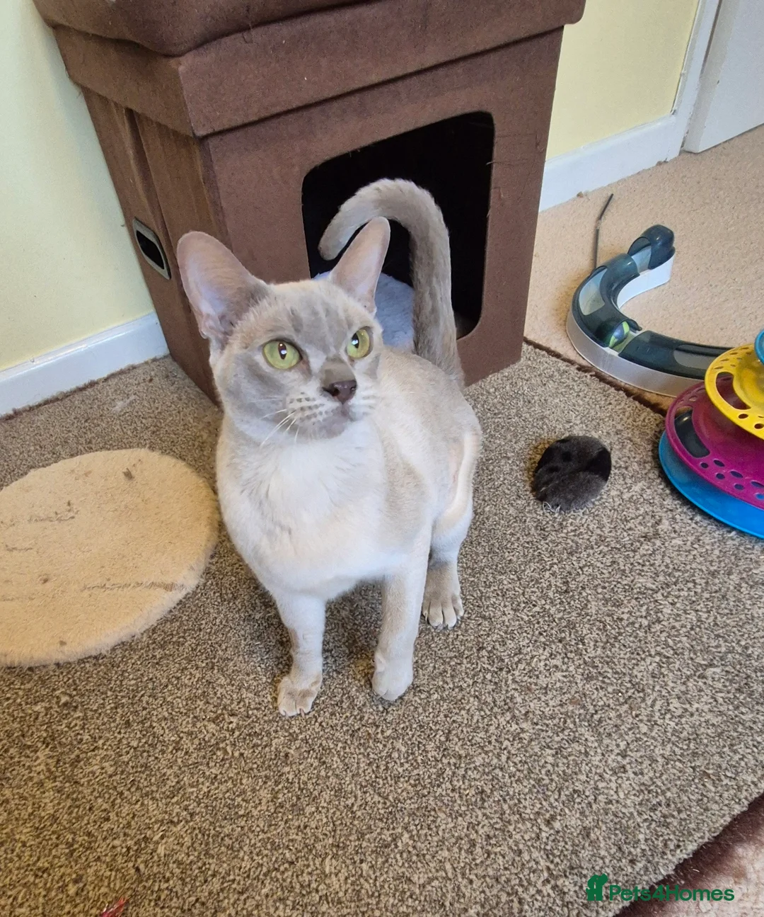 Burmese cats for sale: Gorgeous Lilac Female Burmese Cat - Advert 6