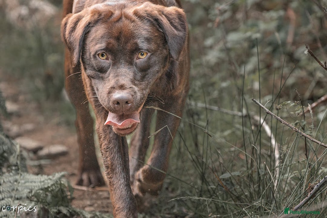 Labrador Retriever dogs for stud: Proven health tested Labrador in Blackwood - Advert 8