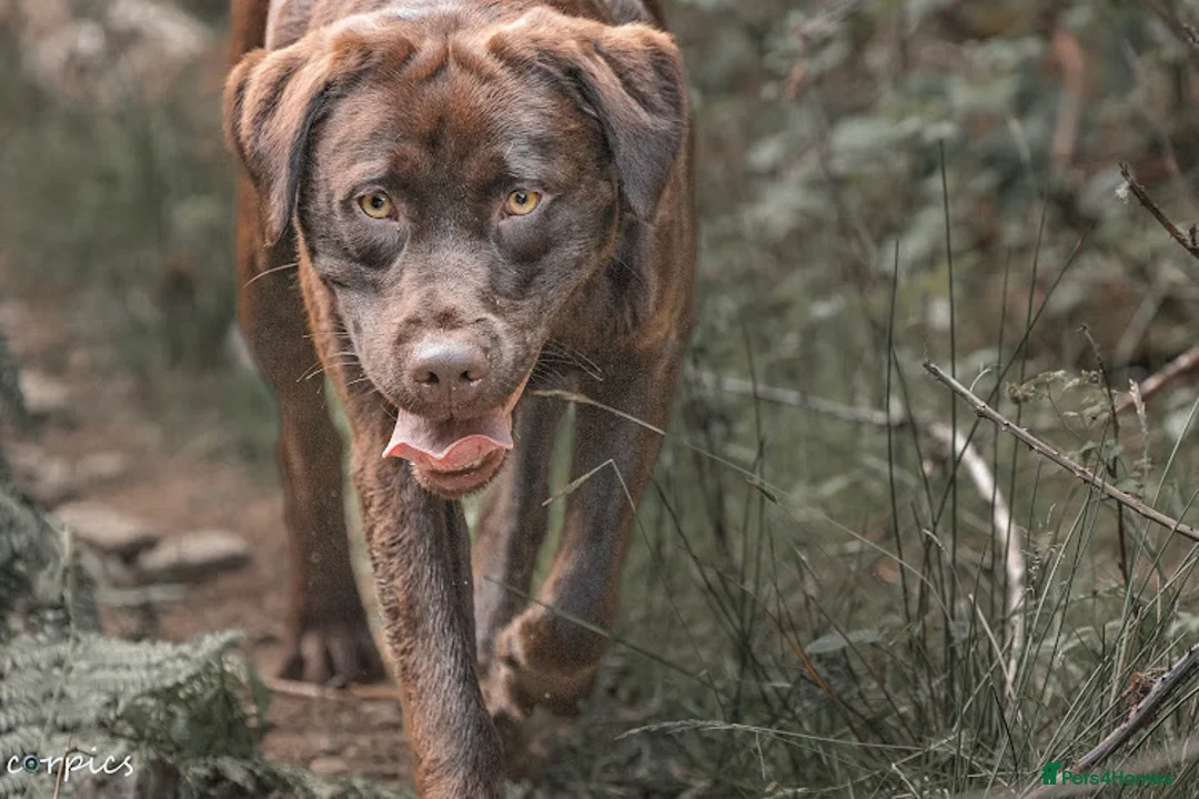 Labrador Retriever dogs for stud: Proven health tested Labrador in Blackwood - Advert 8