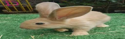 Continental Giant rabbits for sale: PURE Continental Giants VACCINATED 3 IN 1 RESERVE  - Advert 2