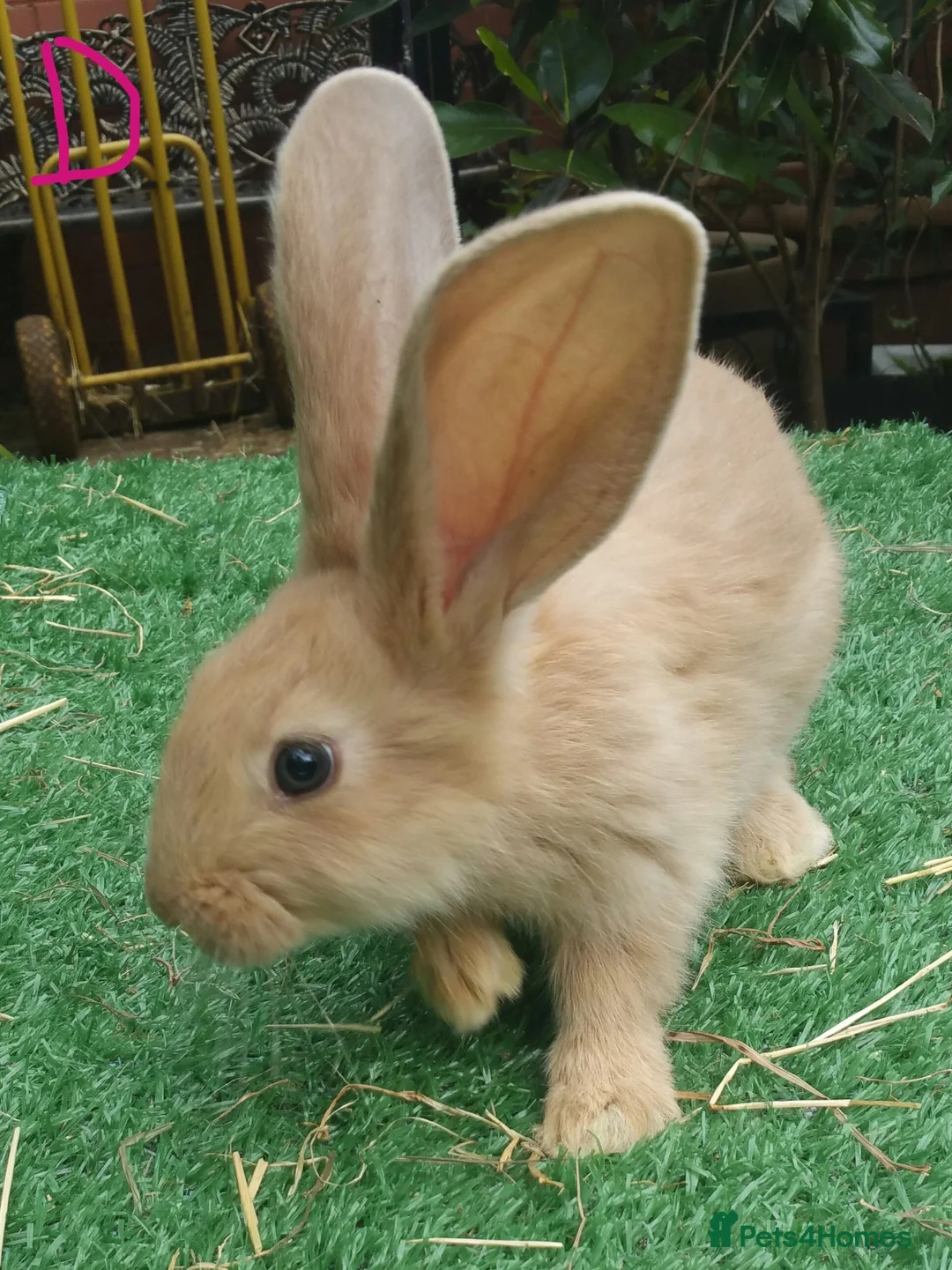 Continental Giant rabbits for sale: PURE Continental Giants VACCINATED 3 IN 1 RESERVE  - Advert 2