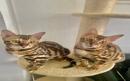 Bengal cats for sale: TICA registered bengal cats.Only 1 BoyLEFT !!!🎀❤️ in Northampton - Image 9