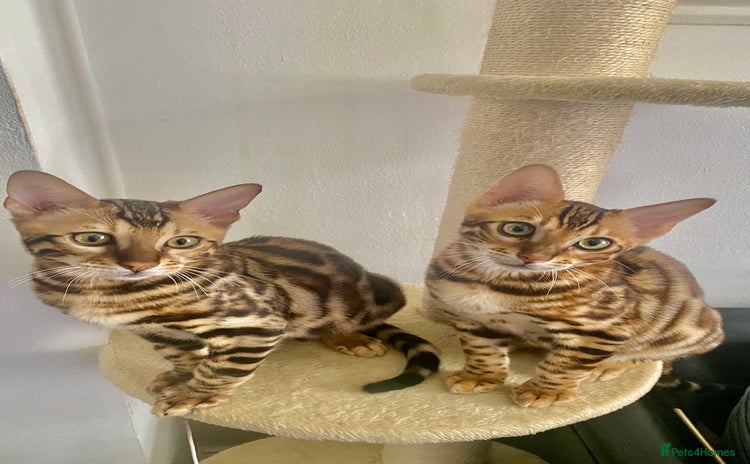 Bengal cats in Northampton - Advert 14
