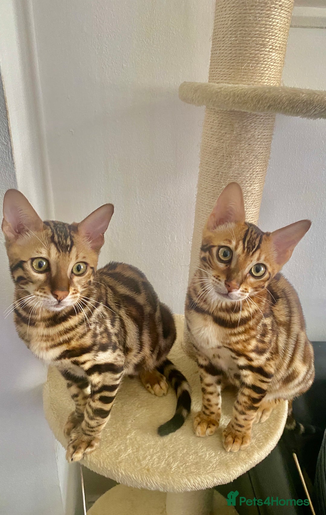 Bengal cats for sale: TICA registered bengal cats.Only 1 BoyLEFT !!!🎀❤️ in Northampton - Image 9