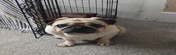 Pug dogs for sale: Mother and Daughter  - Advert 2