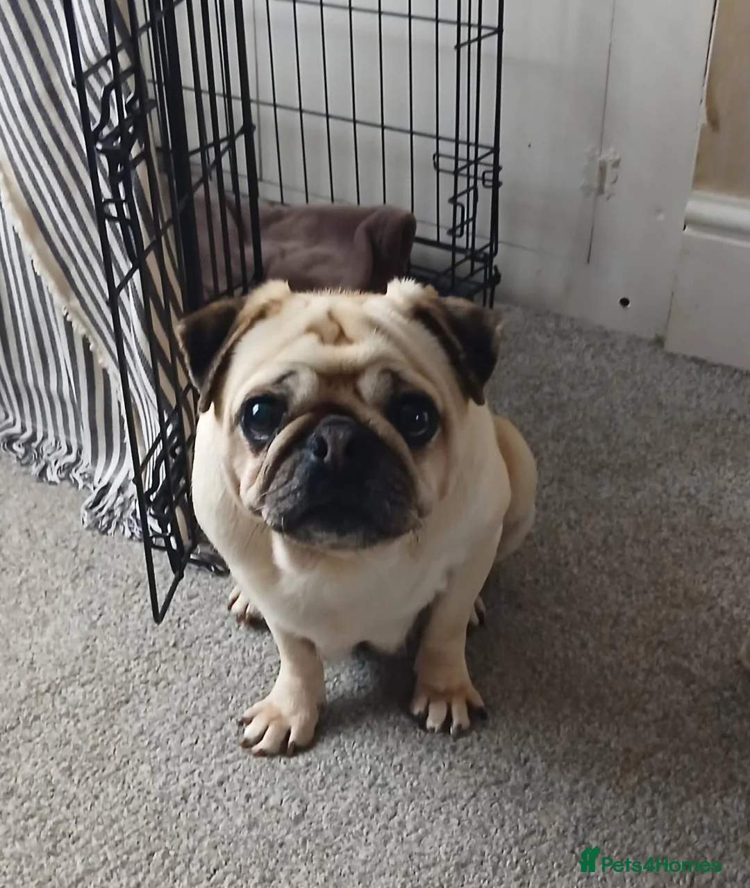 Pug dogs for sale: Mother and Daughter  - Advert 2