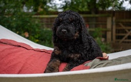Cavapoo dogs for sale: F1B Cavapoo Boy Ready Now  - Image 8