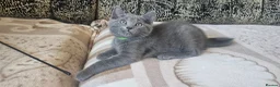 Russian Blue cats for sale: **TICA full pedigree Russian Blue kittens - Advert 26