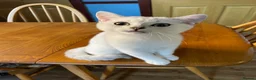 British Shorthair cats for sale: BSH Silver/Black Tipped Boys GCCF Registered  - Advert 24
