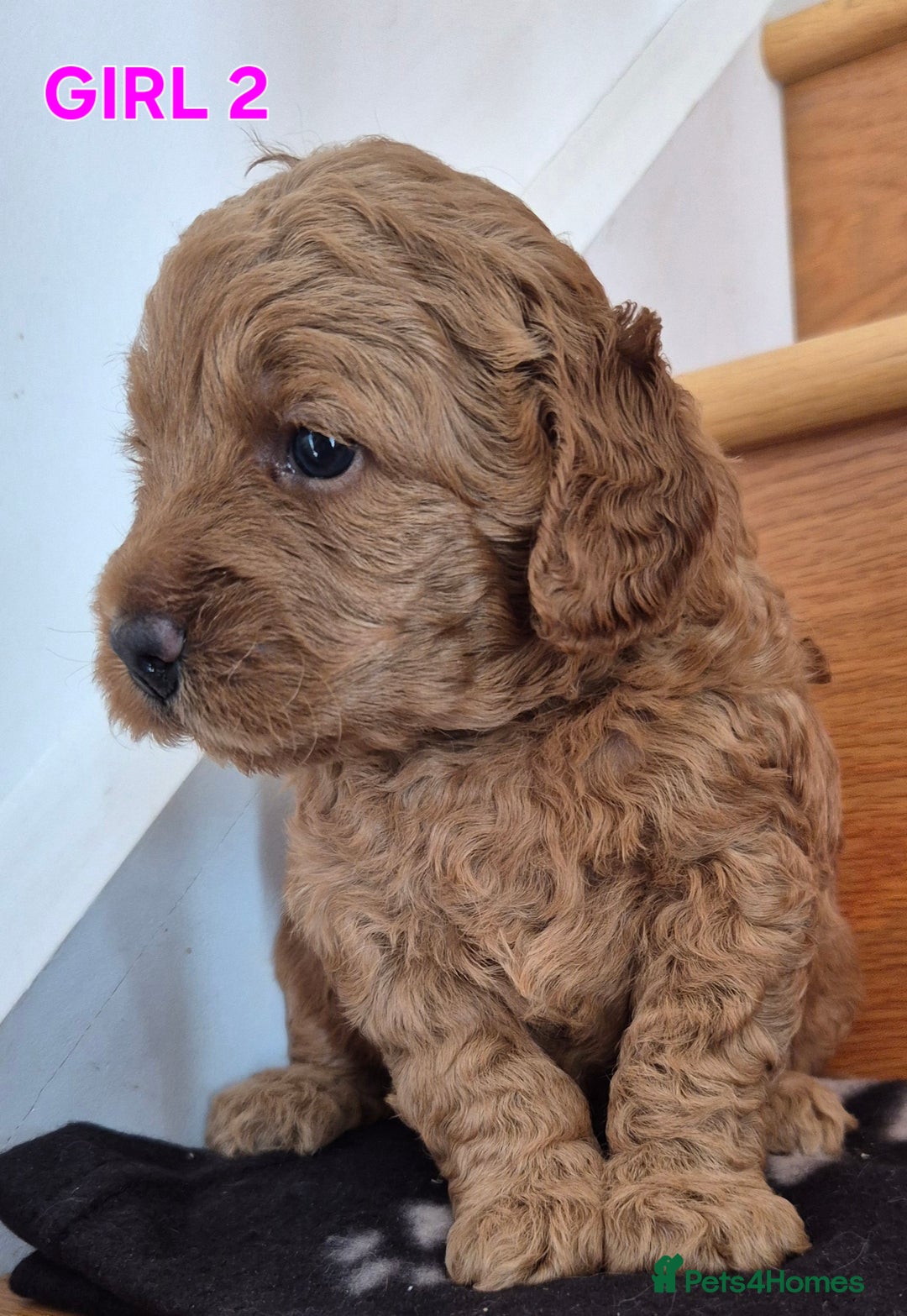 Mini Goldendoodle dogs for sale: F1b Red Miniature Goldendoodles tested parents - Image 11