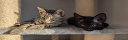Mixed Breed cats for sale: Maine Coon cross Black Bengal  - Advert 15