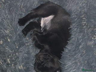 Pug dogs Black female pug puppy and white male pug puppy - Advert 5