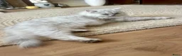British Longhair cats for sale: British Longhair little kittens  - Advert 30