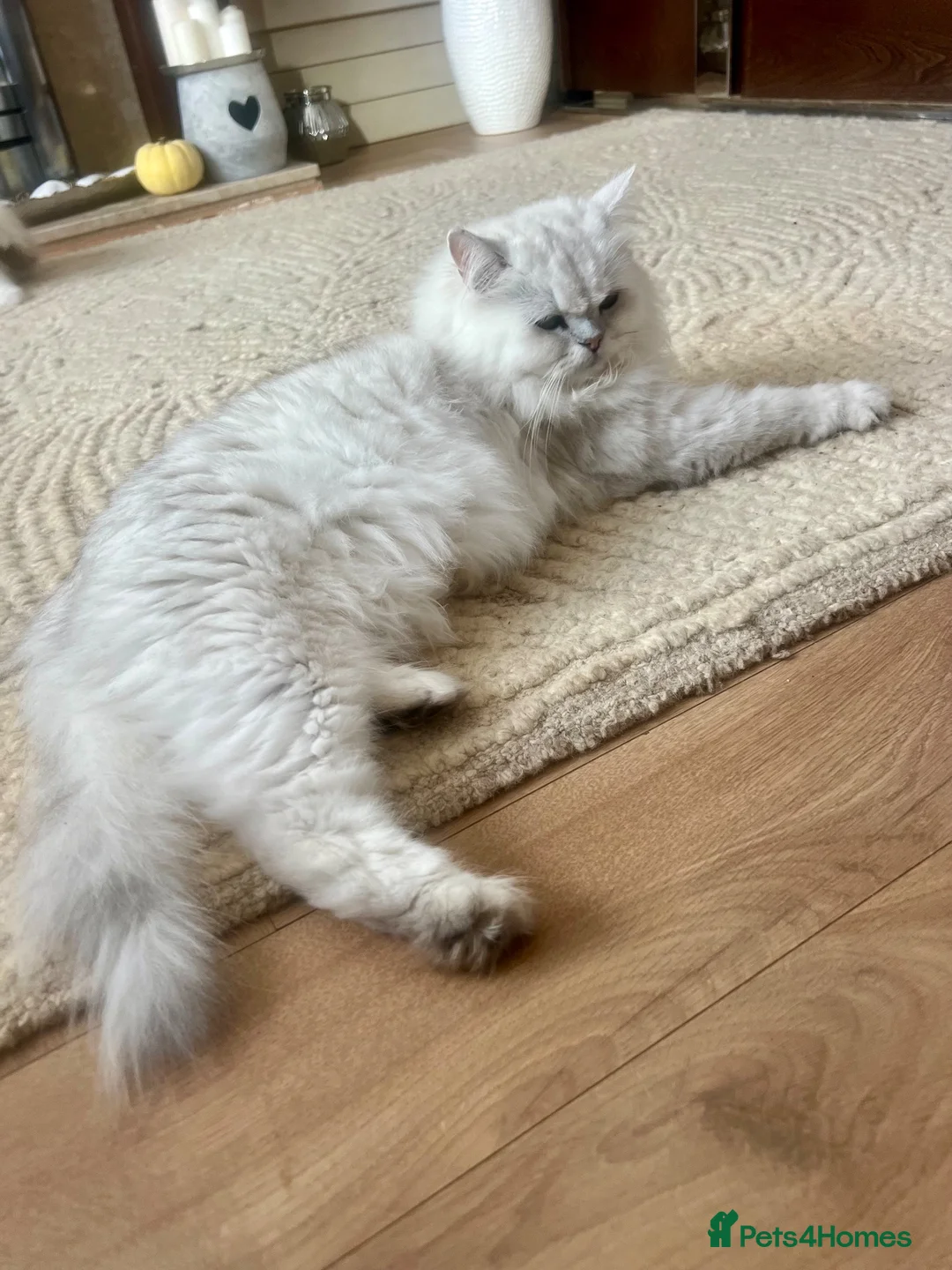 British Longhair cats for sale: British Longhair little kittens  - Advert 30
