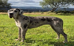 Great Dane dogs for sale: Stunning 14-month-old female merle Great Dane - Image 1