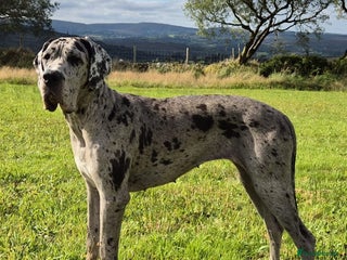 Great Dane dogs for sale - Advert 1