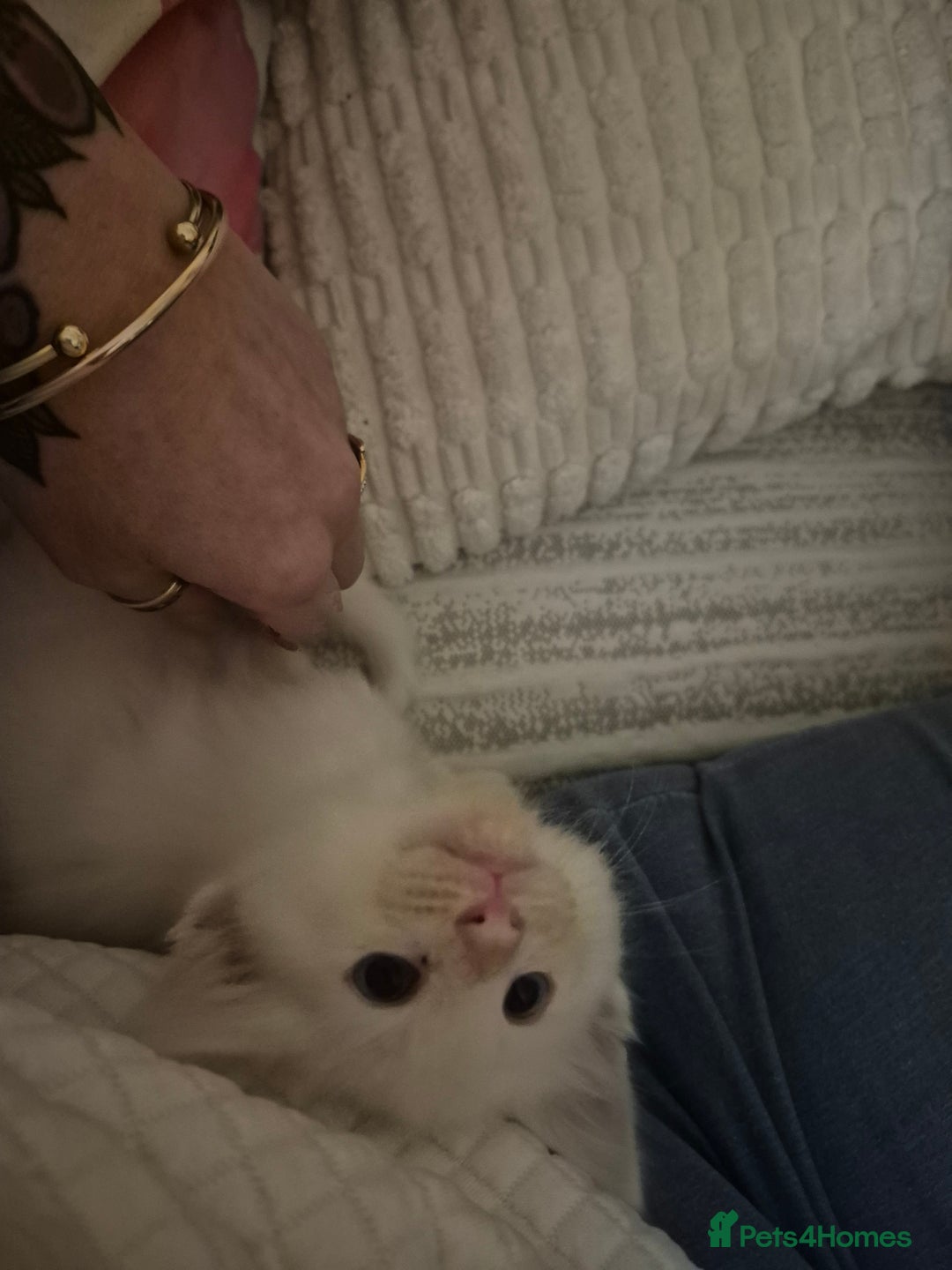 Maine Coon cats for sale: Beautiful maine coon floofs - Advert 3