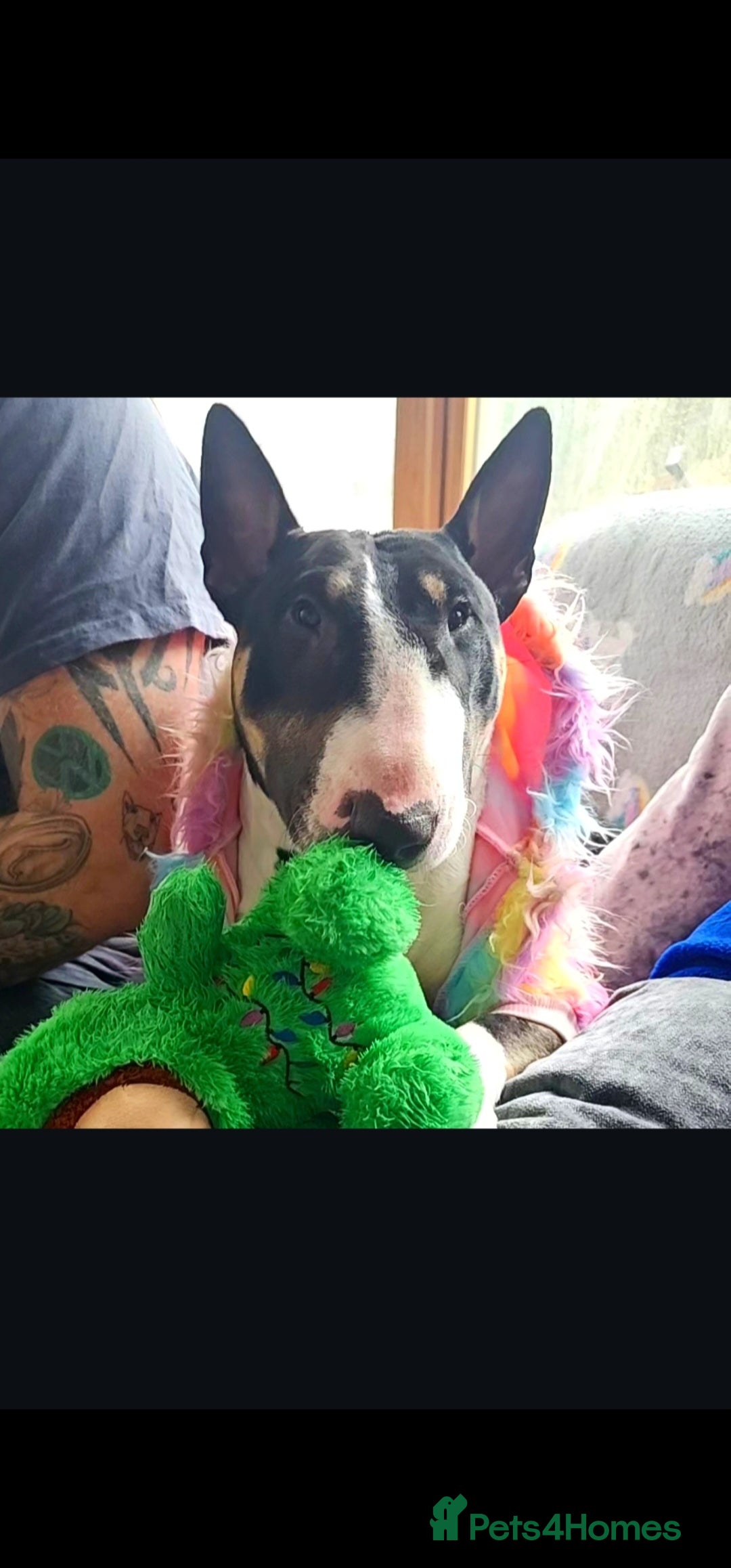 English Bull Terrier dogs for sale: Top Quality KC English Bull Terrier Puppies - Advert 15