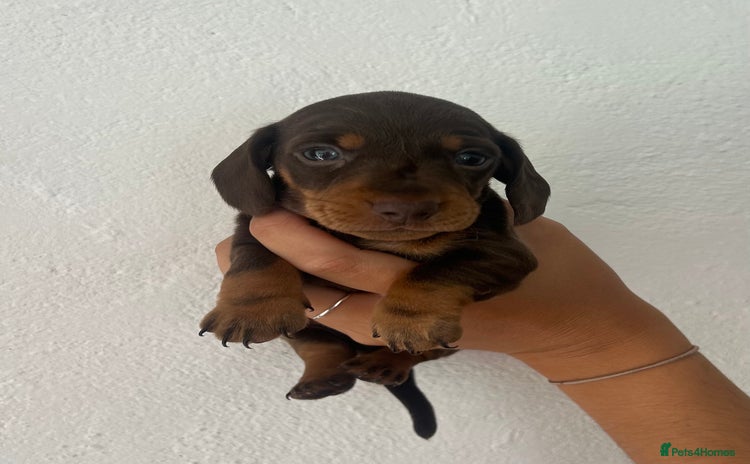 Miniature Dachshund dogs - Advert 2