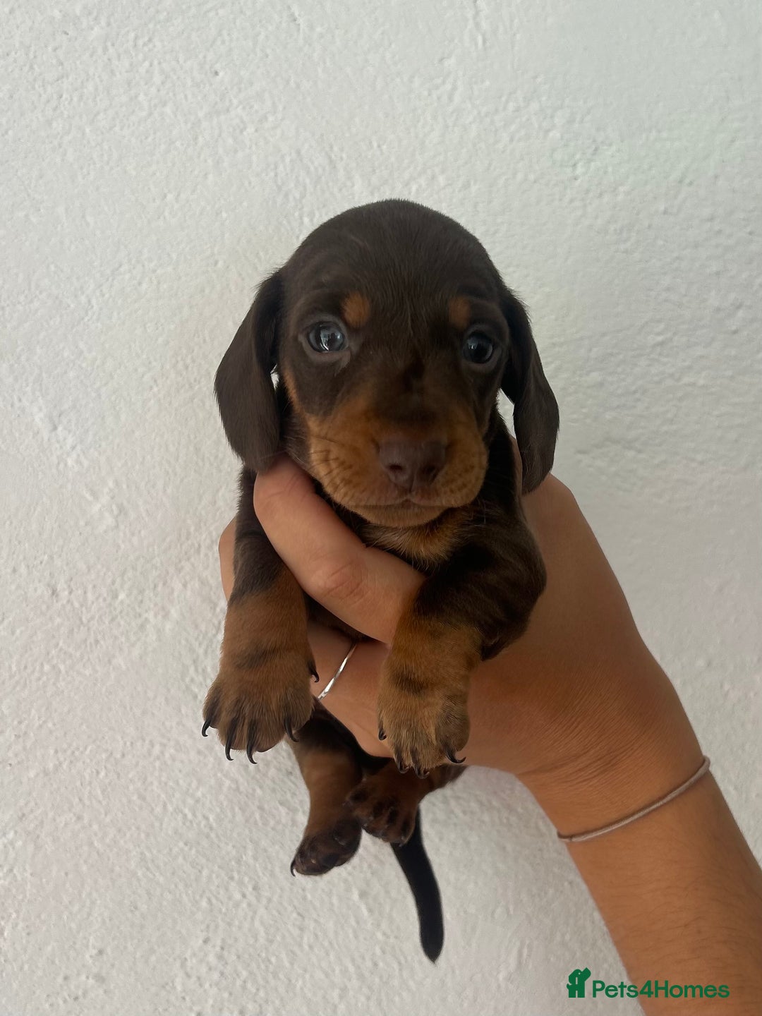 Miniature Dachshund dogs for sale: Miniature dachshunds  - Image 1