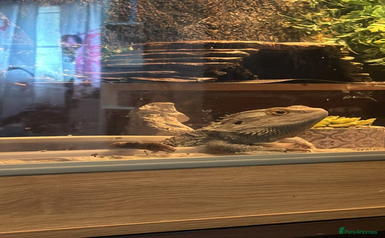 Bearded Dragon reptiles - Advert 1